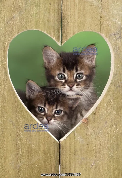 : Cat 2 Tabby kittens about 7 weeks old in heart shape wood : Cat 2 Tabby kittens about 7 weeks old in heart shape wood