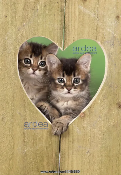 : Cat 2 Tabby kittens about 7 weeks old in heart shape wood : Cat 2 Tabby kittens about 7 weeks old in heart shape wood