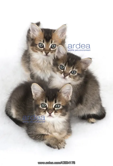 : Cat 3 Tabby kittens about 7 weeks old : Cat 3 Tabby kittens about 7 weeks old