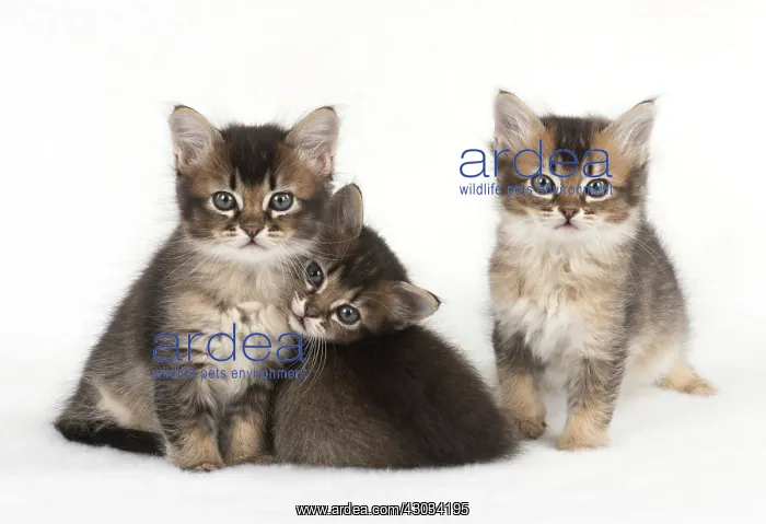  : Cat 3 Tabby kittens about 7 weeks old