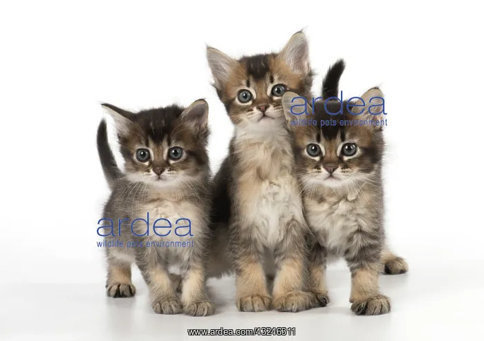 : Cat 3 Tabby kittens about 7 weeks old : Cat 3 Tabby kittens about 7 weeks old