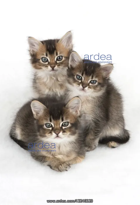 : Cat 3 Tabby kittens about 7 weeks old : Cat 3 Tabby kittens about 7 weeks old
