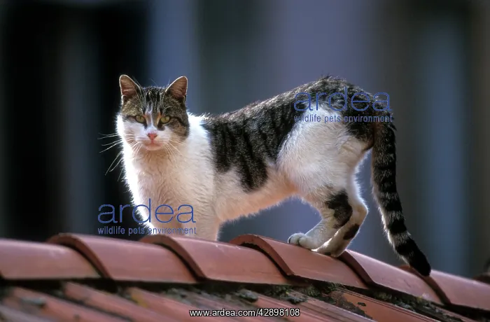  : Cat