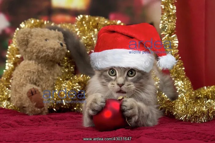 : Cat : Cat