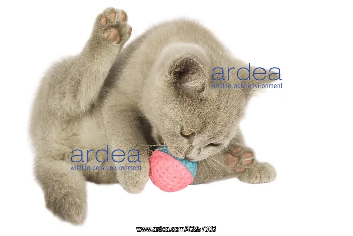 : Cat : Cat