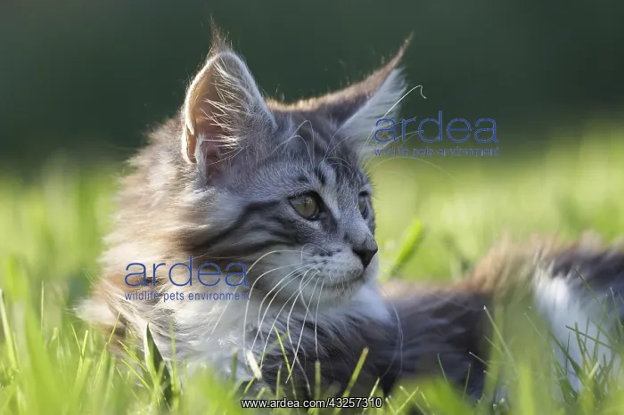 : Cat : Cat