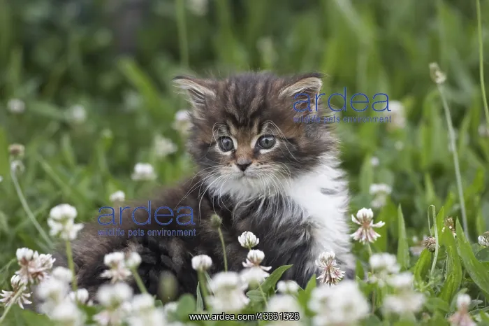 : Cat : Cat