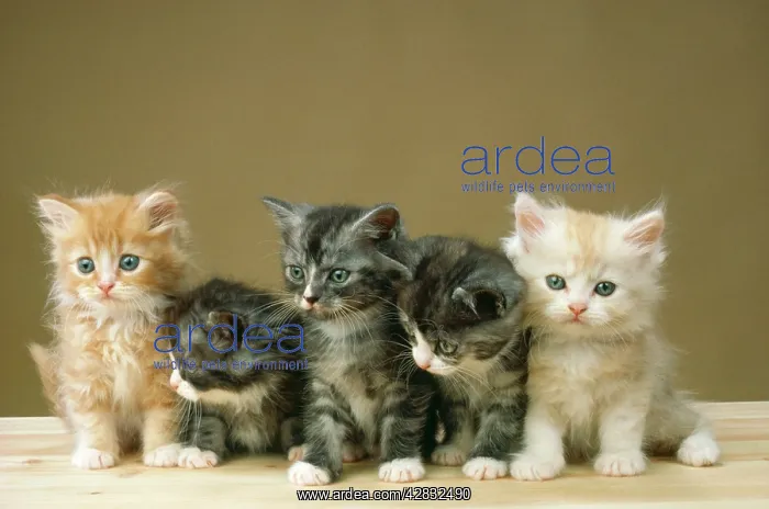 : Cat - 5 kittens sitting together in a row : Cat - 5 kittens sitting together in a row