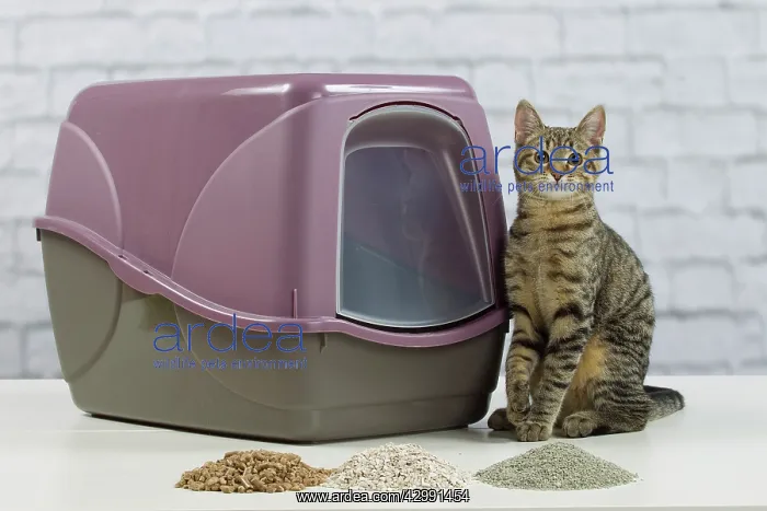  : Cat - 6 month old kitten using litter tray