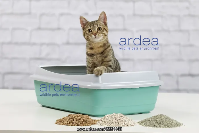  : Cat - 6 month old kitten using litter tray