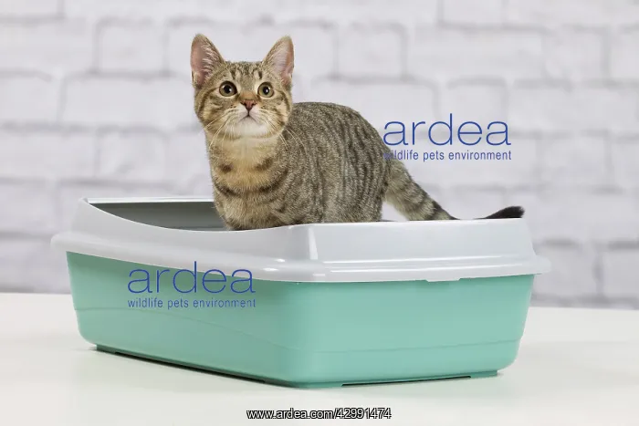  : Cat - 6 month old kitten using litter tray