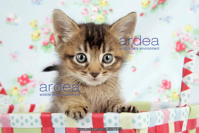  : Cat - 6 week old Somali cross Asian kitten