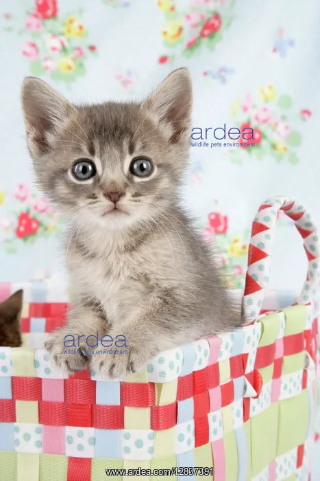  : Cat - 6 week old Somali cross Asian kitten