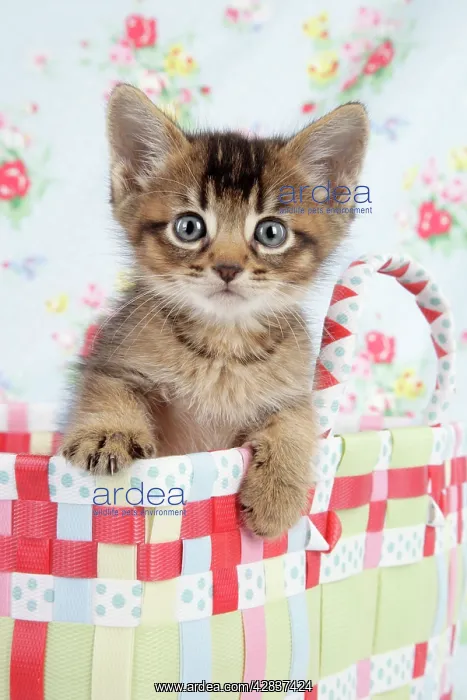  : Cat - 6 week old Somali cross Asian kitten