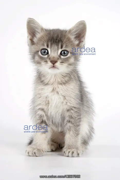  : Cat - 6 week old Somali cross Asian kitten
