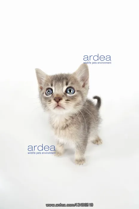  : Cat - 6 week old Somali cross Asian kitten