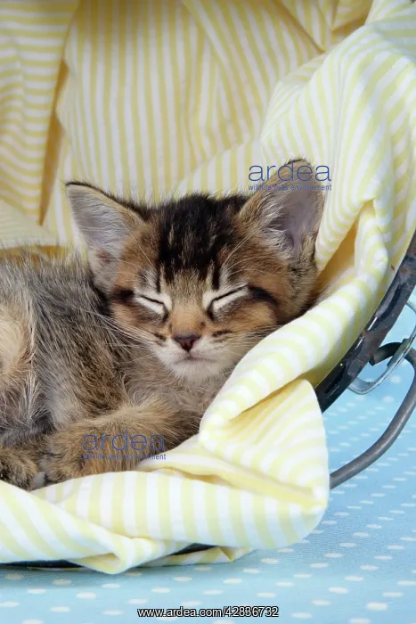 : Cat - 6 week old Somali cross Asian kitten in bucket : Cat - 6 week old Somali cross Asian kitten in bucket