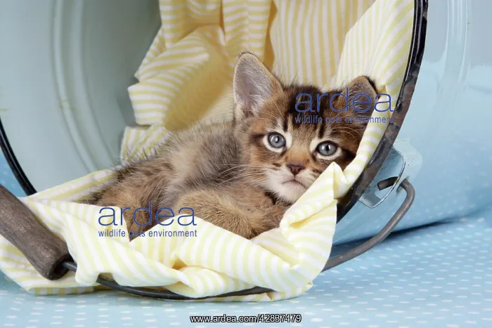 : Cat - 6 week old Somali cross Asian kitten in bucket : Cat - 6 week old Somali cross Asian kitten in bucket