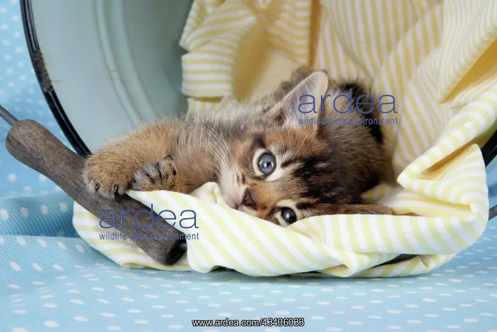 : Cat - 6 week old Somali cross Asian kitten in bucket