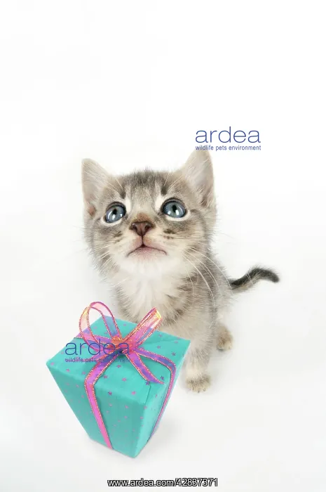 : Cat - 6 week old Somali cross Asian kitten with present : Cat - 6 week old Somali cross Asian kitten with present