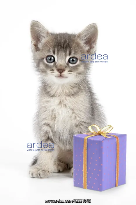 : Cat - 6 week old Somali cross Asian kitten with present : Cat - 6 week old Somali cross Asian kitten with present