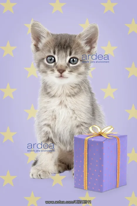 : Cat - 6 week old Somali cross Asian kitten with present : Cat - 6 week old Somali cross Asian kitten with present