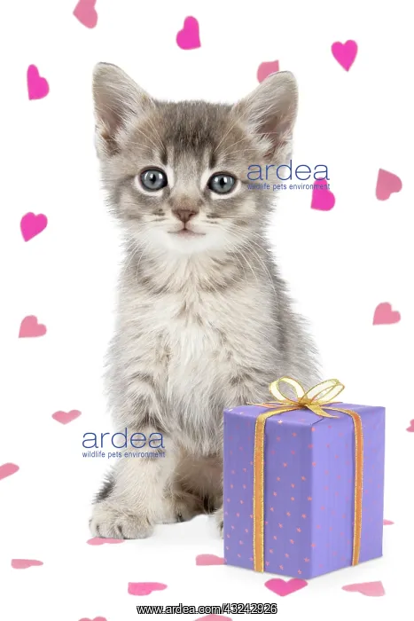 : Cat - 6 week old Somali cross Asian kitten with present : Cat - 6 week old Somali cross Asian kitten with present
