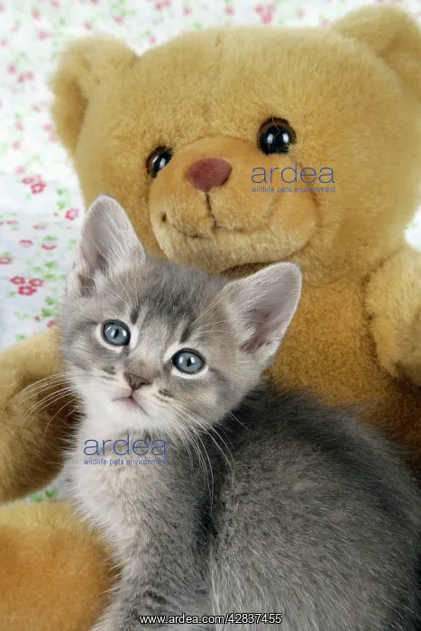 : Cat - 6 week old Somali cross Asian kitten with teddy bear : Cat - 6 week old Somali cross Asian kitten with teddy bear