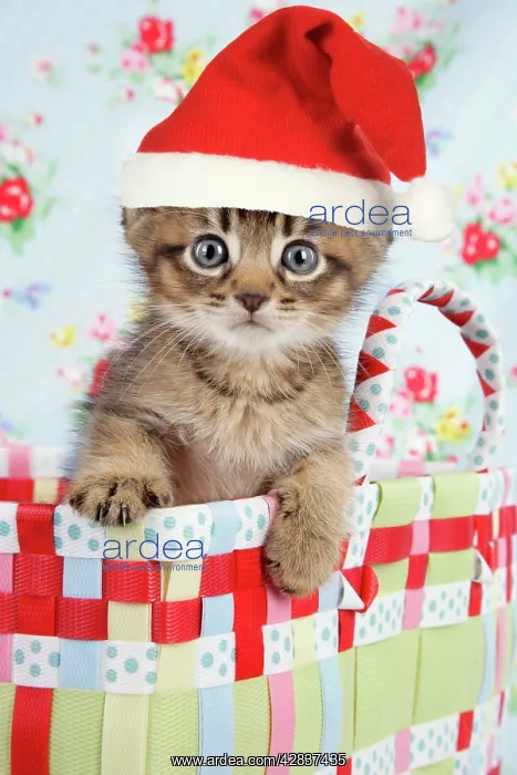 : Cat - 6 week old Somali cross Asian kitten wearing : Cat - 6 week old Somali cross Asian kitten wearing