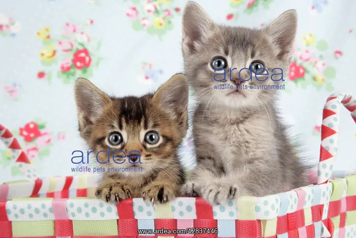  : Cat - 6 week old Somali cross Asian kittens