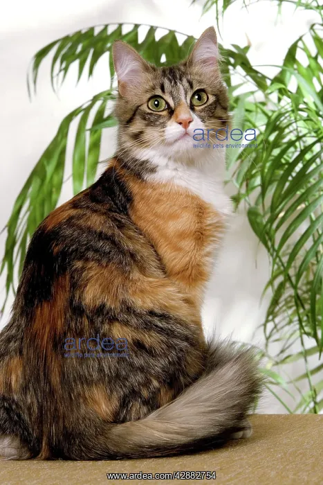  : Cat - 7 month kitten
