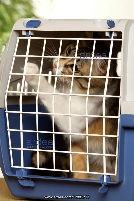  : Cat - 7 month kitten in cat basket