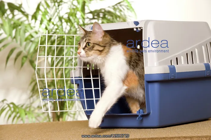 : Cat - 7 month kitten climbing out of cat basket : Cat - 7 month kitten climbing out of cat basket