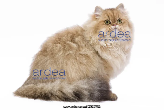 : Cat - 7 month old Persian Kitten - Black golden-shell : Cat - 7 month old Persian Kitten - Black golden-shell