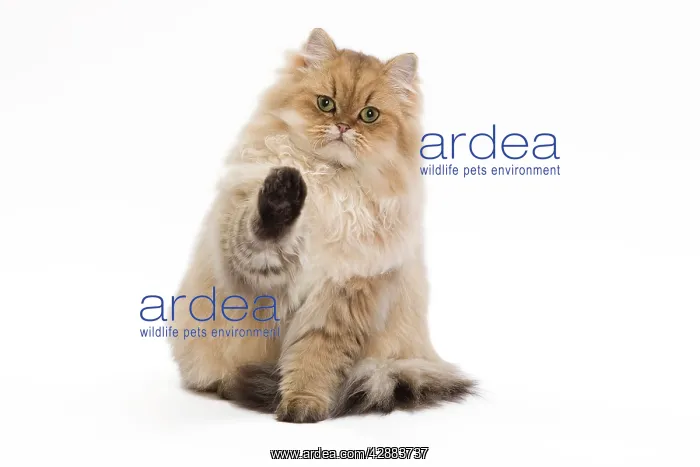 : Cat - 7 month old Persian Kitten in studio with : Cat - 7 month old Persian Kitten in studio with