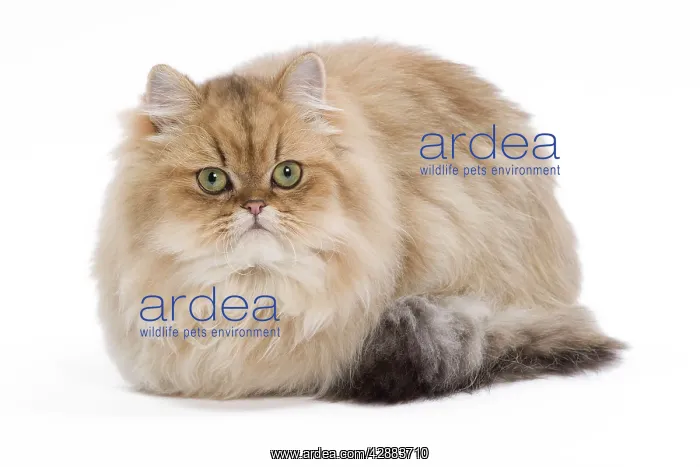 : Cat - 7 month old Persian Kitten in studio - Black : Cat - 7 month old Persian Kitten in studio - Black