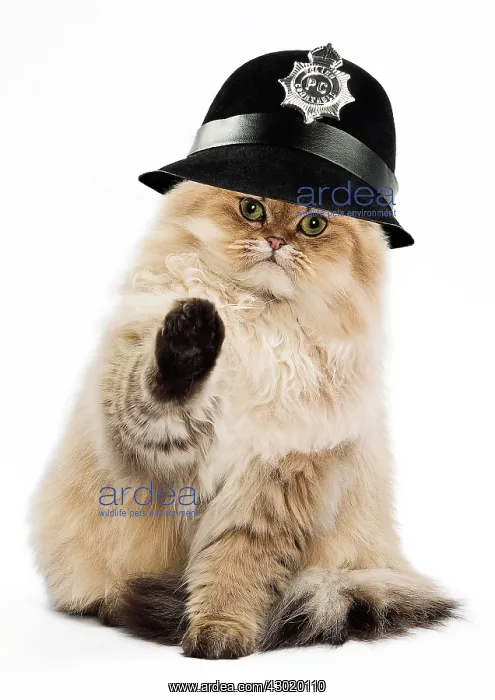 : Cat - 7 month old Persian Kitten in studio with one paw up - wearing police : Cat - 7 month old Persian Kitten in studio with one paw up - wearing police