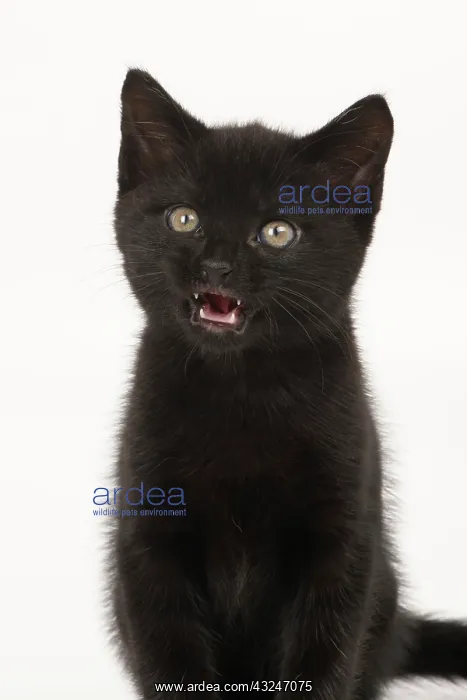 : CAT, . 7 week old black kitte nlicking lips mouth open, studi : CAT, . 7 week old black kitte nlicking lips mouth open, studi
