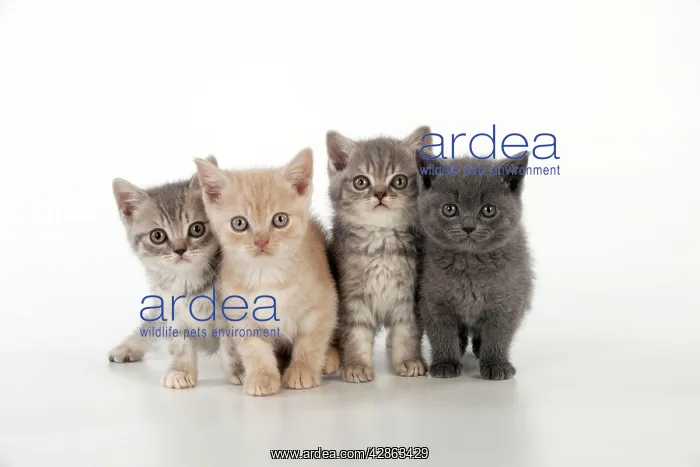 : CAT - 7 week old British shorthair kittens : CAT - 7 week old British shorthair kittens