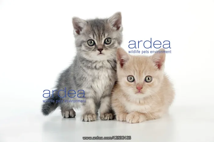 : CAT - 7 week old British shorthair kittens : CAT - 7 week old British shorthair kittens