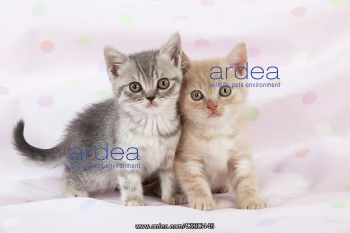  : CAT - 7 week old British shorthair kittens