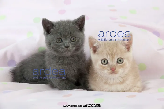  : CAT - 7 week old British shorthair kittens
