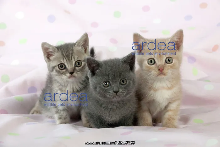  : CAT - 7 week old British shorthair kittens