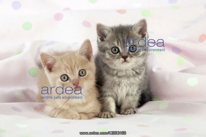  : CAT - 7 week old British shorthair kittens