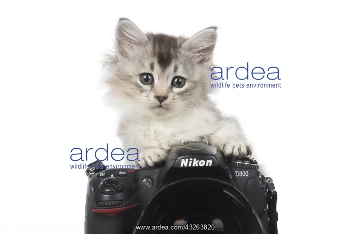 : CAT. 7 week ould kitten looking over a camera : CAT. 7 week ould kitten looking over a camera