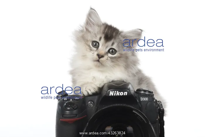 : CAT. 7 week ould kitten looking over a camera : CAT. 7 week ould kitten looking over a camera