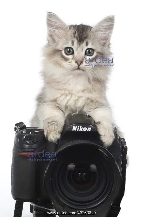 : CAT. 7 week ould kitten looking over a camera : CAT. 7 week ould kitten looking over a camera