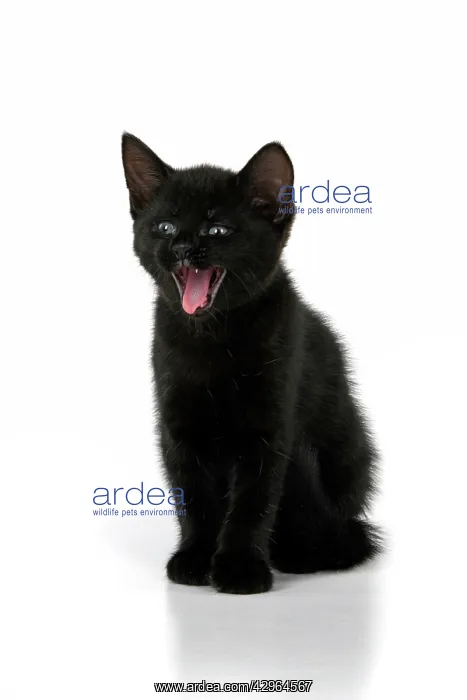 : CAT. 7 weeks old, black kitten, yawning, smile, facial ex : CAT. 7 weeks old, black kitten, yawning, smile, facial ex