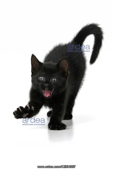 : CAT. 7 weeks old, black kitten, stretching and yawning, fa : CAT. 7 weeks old, black kitten, stretching and yawning, fa