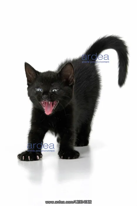 : CAT. 7 weeks old, black kitten, stretching and yawning, fa : CAT. 7 weeks old, black kitten, stretching and yawning, fa
